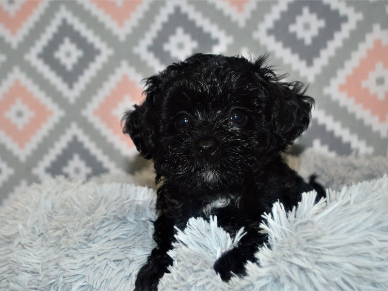 Morkie Poo-Female-Black-3155052-Petland Dunwoody