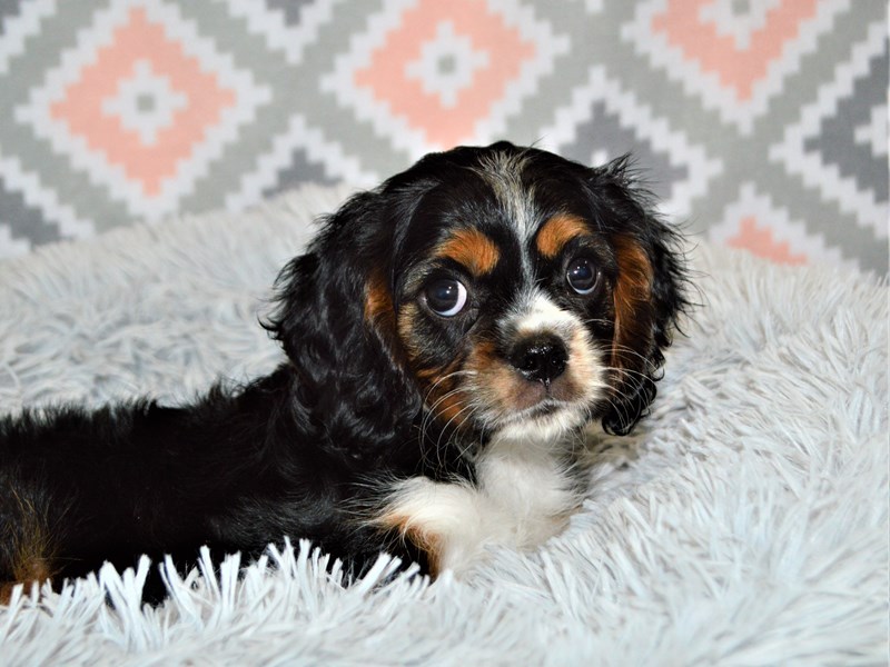 Cavalier King Charles Spaniel-DOG-Male-Blenheim-3155196-Petland Dunwoody Puppies For Sale