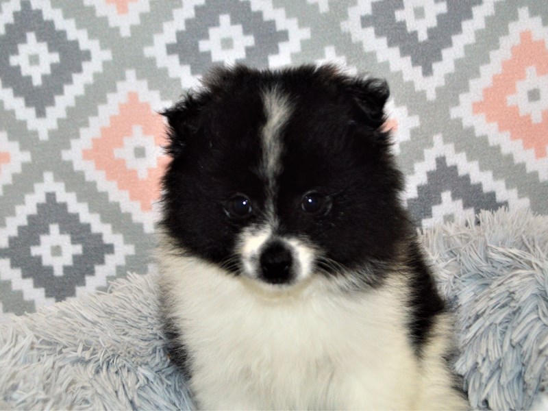 Pomeranian-DOG-Male-Black and White-3154434-Petland Dunwoody Puppies For Sale