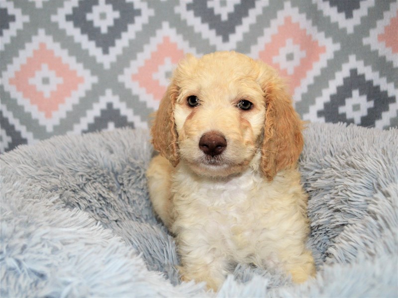 2nd Generation Mini Goldendoodle-DOG-Female-Cream-3155389-Petland Dunwoody Puppies For Sale