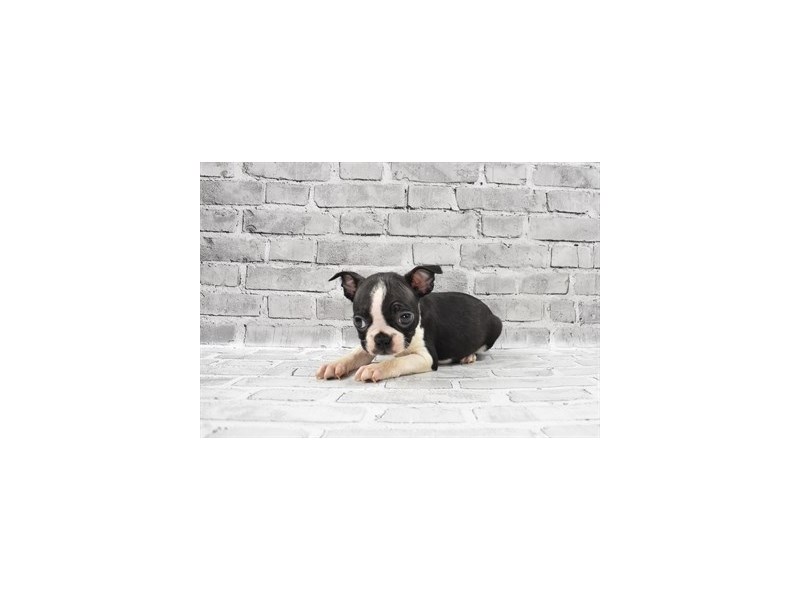 Boston Terrier-DOG-Male-Black and White-3162898-Petland Dunwoody Puppies For Sale