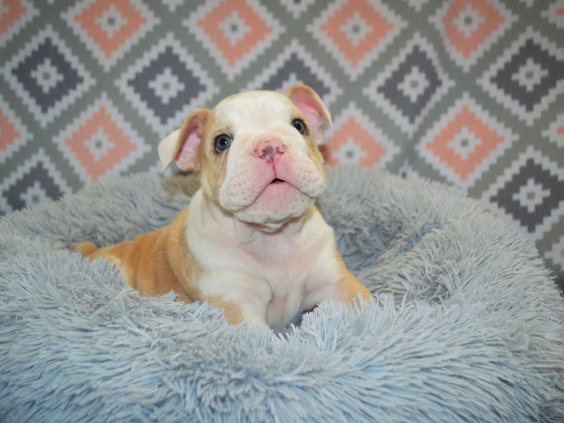English Bulldog-DOG-Male-Lilac Fawn Merle-3163722-Petland Dunwoody Puppies For Sale