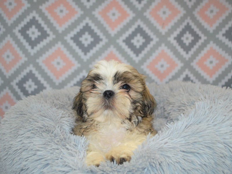 Shih Tzu-DOG-Male-Gold and White-3162830-Petland Dunwoody Puppies For Sale