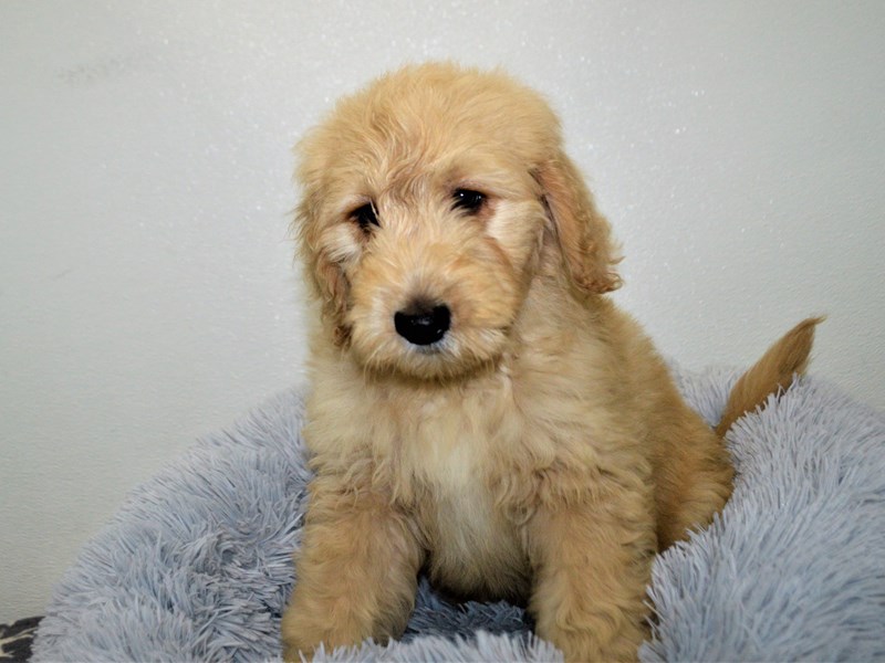 F1 Mini Goldendoodle-DOG-Male-Apricot-3163865-Petland Dunwoody Puppies For Sale