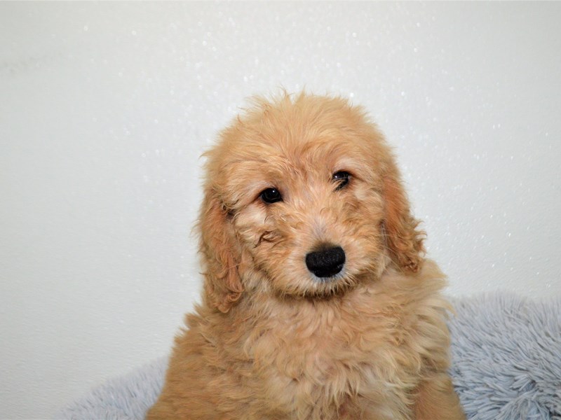 F1 Mini Goldendoodle-DOG-Female-Apricot-3163884-Petland Dunwoody Puppies For Sale