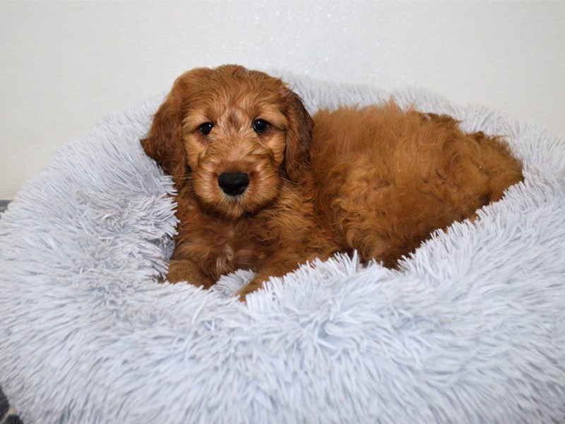F1 Mini Goldendoodle-DOG-Male-Apricot-3163878-Petland Dunwoody Puppies For Sale