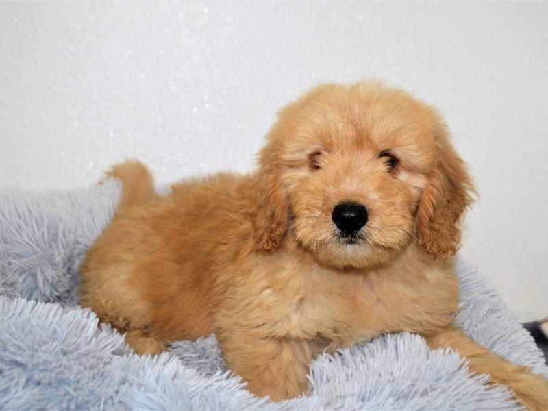 F1 Mini Goldendoodle-Male-Apricot-3163882-Petland Dunwoody Puppies For Sale