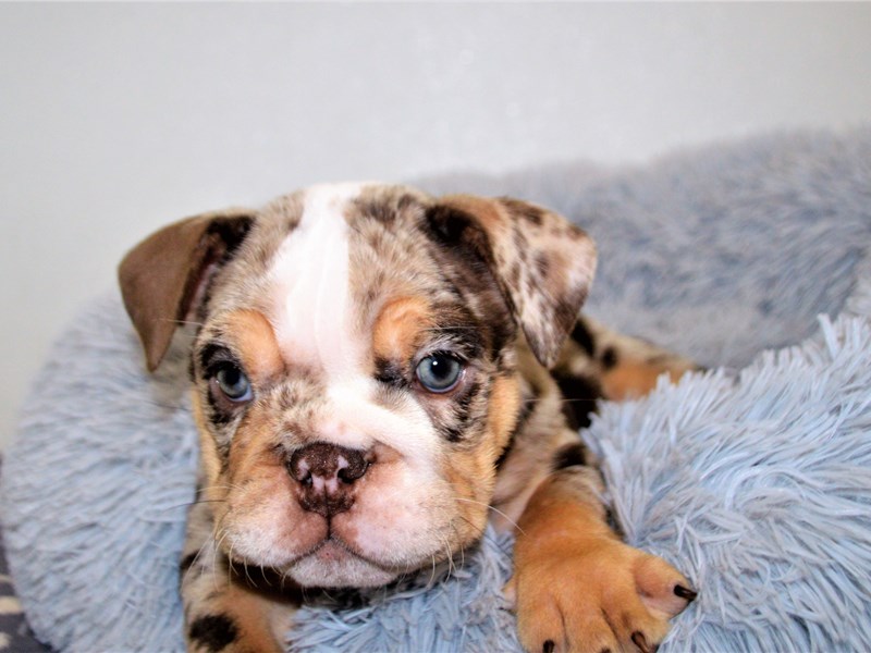 English Bulldog-DOG-Female-Chocolate Merle-3173433-Petland Dunwoody Puppies For Sale