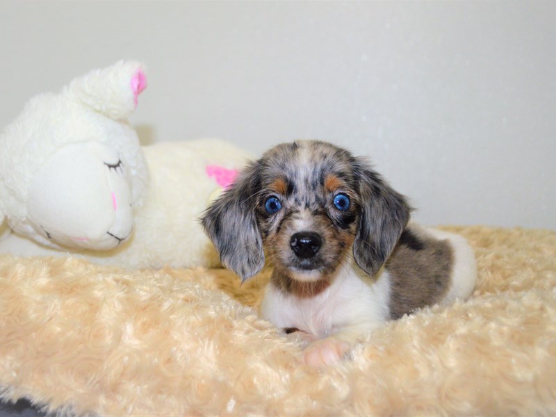 Dachshund-DOG-Male-White and Blue Dapple-3173414-Petland Dunwoody Puppies For Sale