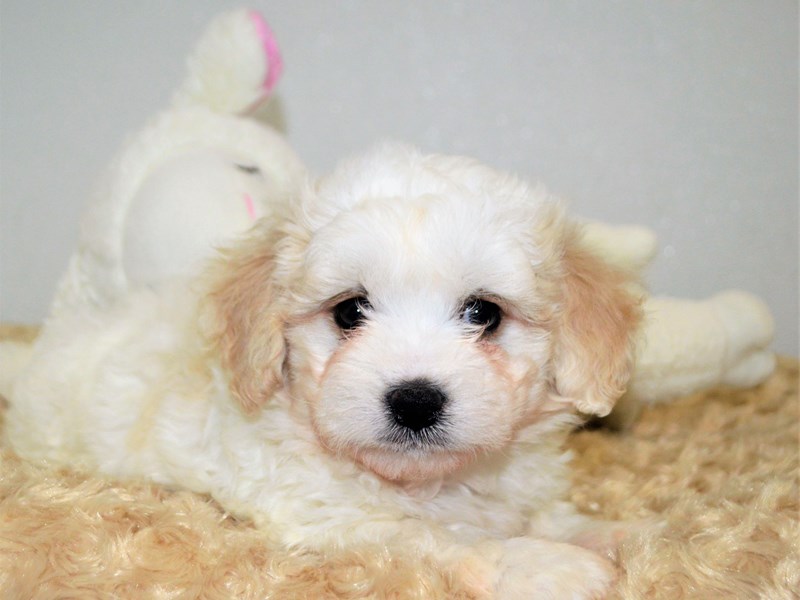 Teddy Bear-DOG-Male-Tan and White-3174263-Petland Dunwoody Puppies For Sale