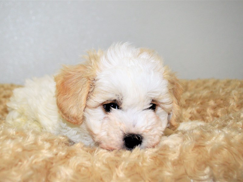 Teddy Bear-DOG-Male-Tan and White-3174258-Petland Dunwoody Puppies For Sale