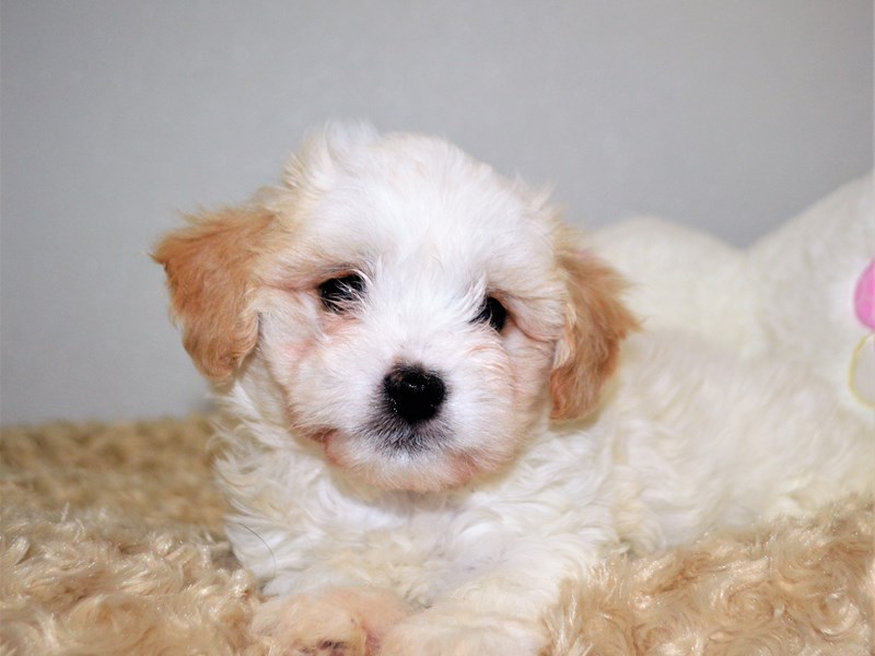 Teddy Bear-DOG-Male-Tan and White-3174253-Petland Dunwoody Puppies For Sale