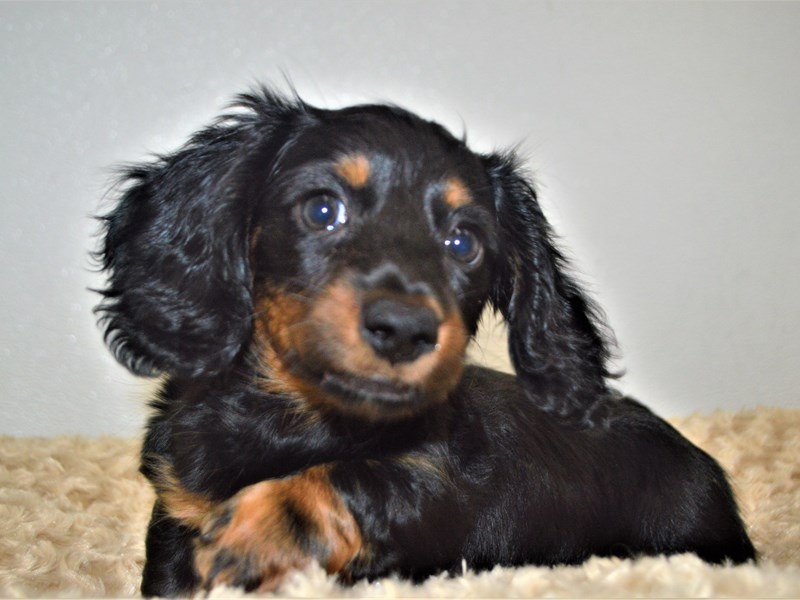 Dachshund-DOG-Male-Black and Tan-3174505-Petland Dunwoody Puppies For Sale