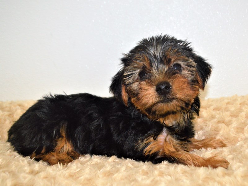 Yorkshire Terrier-DOG-Female-Black and Tan-3172659-Petland Dunwoody Puppies For Sale