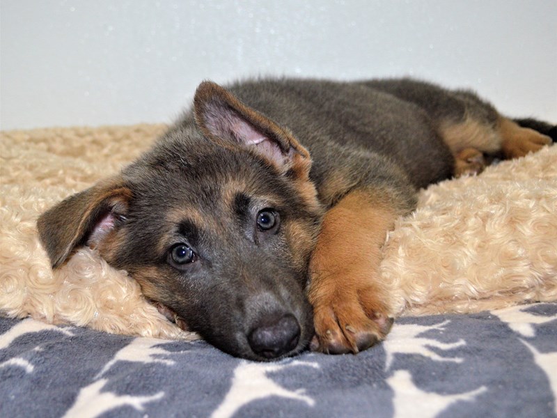 German Shepherd-DOG-Female-Blue and Tan-3174280-Petland Dunwoody Puppies For Sale