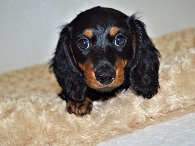 Dachshund-DOG-Male-Black and Tan-3174512-Petland Dunwoody Puppies For Sale