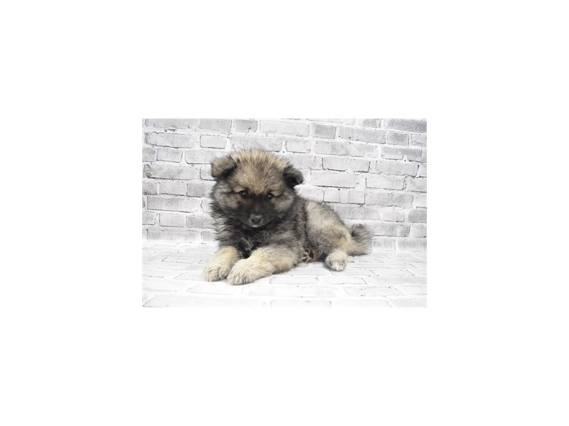 Keeshond-Male-Grey Cream and Black-3190953-Petland Dunwoody Puppies For Sale
