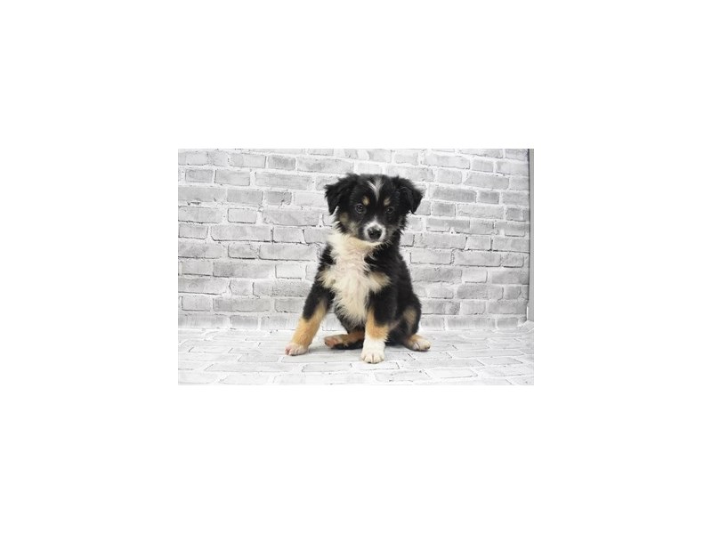 Miniature American Shepherd-Male-Black-3191062-Petland Dunwoody