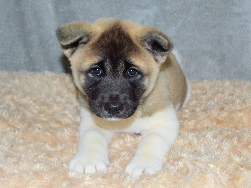 Akita-Female-Brown Pinto-3192061-Petland Dunwoody Puppies For Sale
