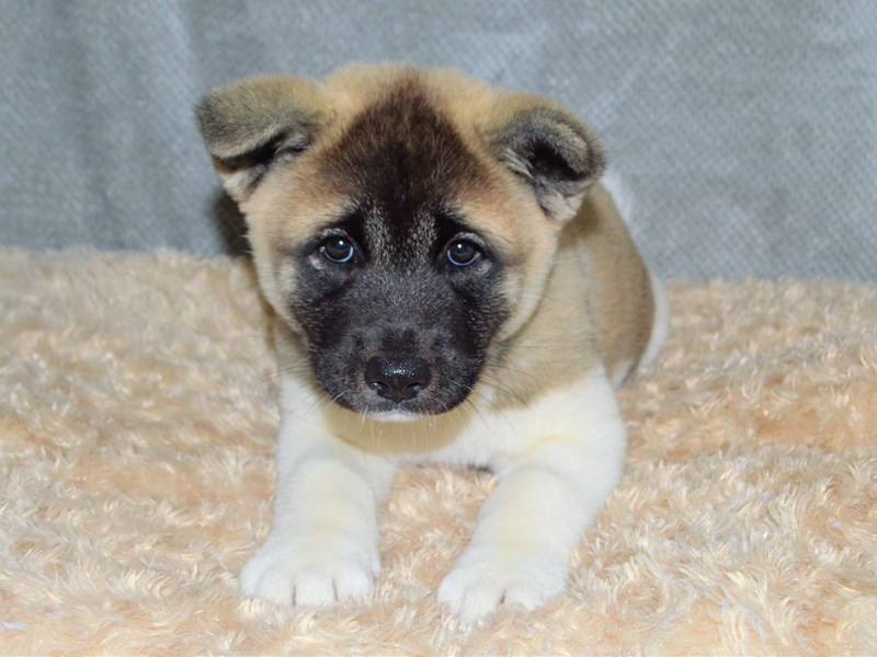 Akita-Female-Brown Pinto-3192061-Petland Dunwoody