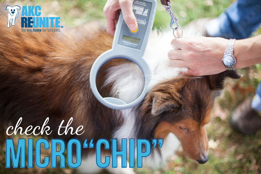 AKC Reunite - Check the Microchip
