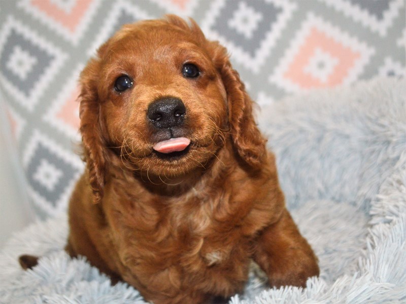 F2 MINI GOLDENDOODLE-Male-Red-3154517-Petland Dunwoody