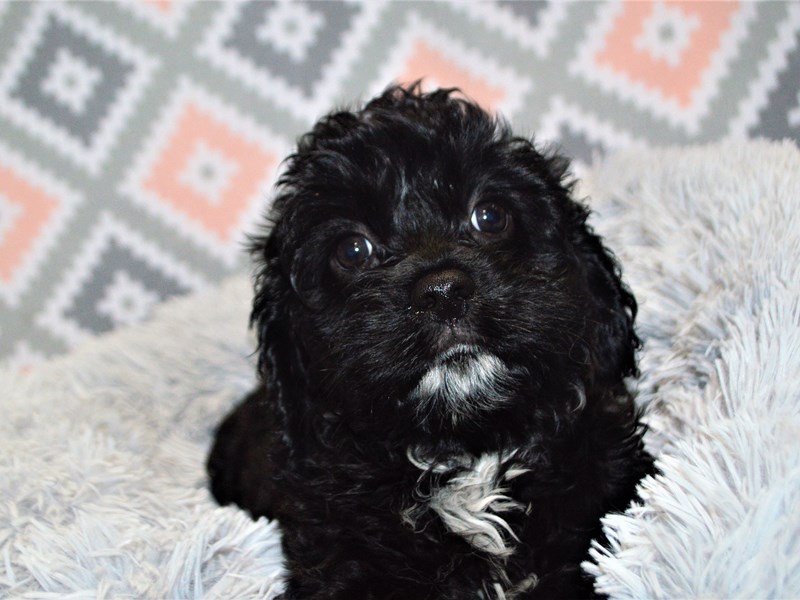 Mini Aussie Poo-Female-Black-3154638-Petland Dunwoody Puppies For Sale