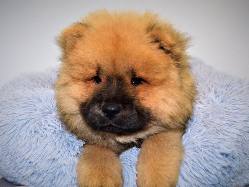 Chow Chow-Female-Cinnamon-3172607-Petland Dunwoody