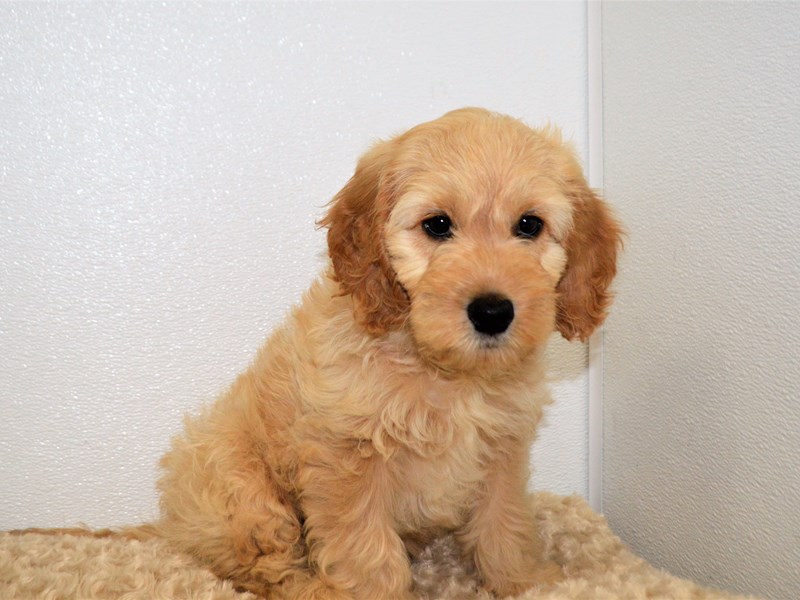 F1 Goldendoodle-Male-Light Golden-3173497-Petland Dunwoody