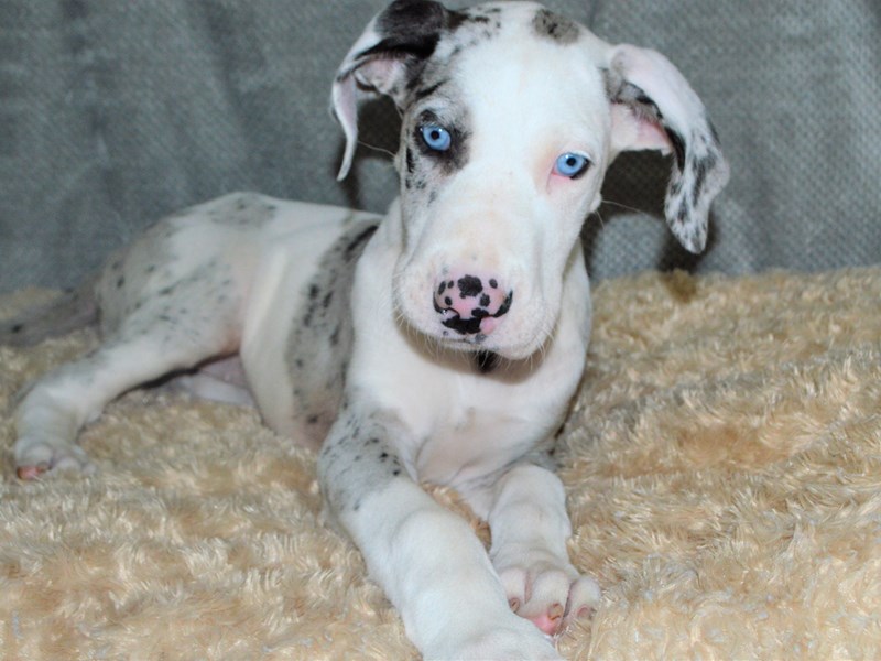 Great Dane-Female-Blue Merle-3192501-Petland Dunwoody Puppies For Sale