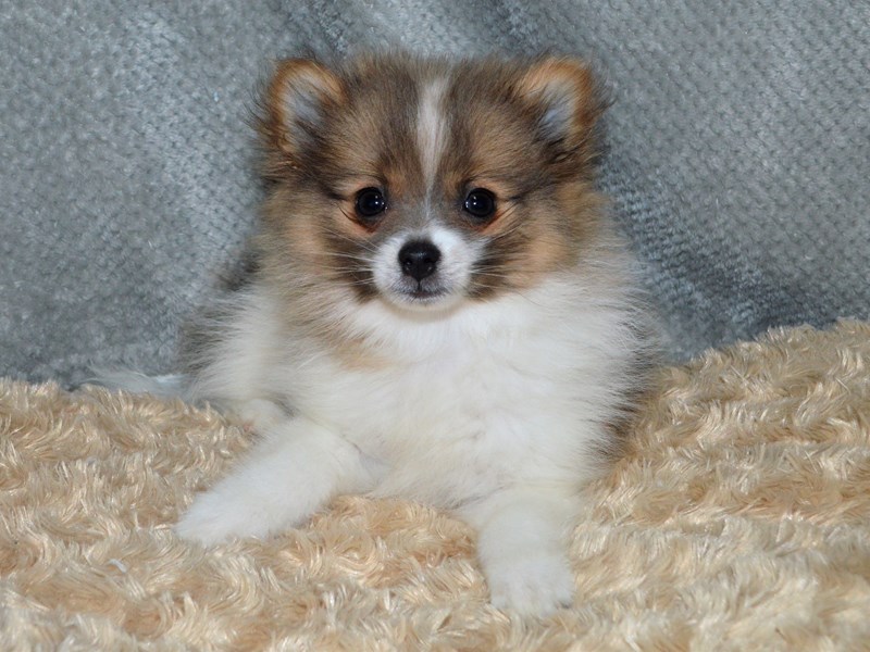 gray pomeranian puppies