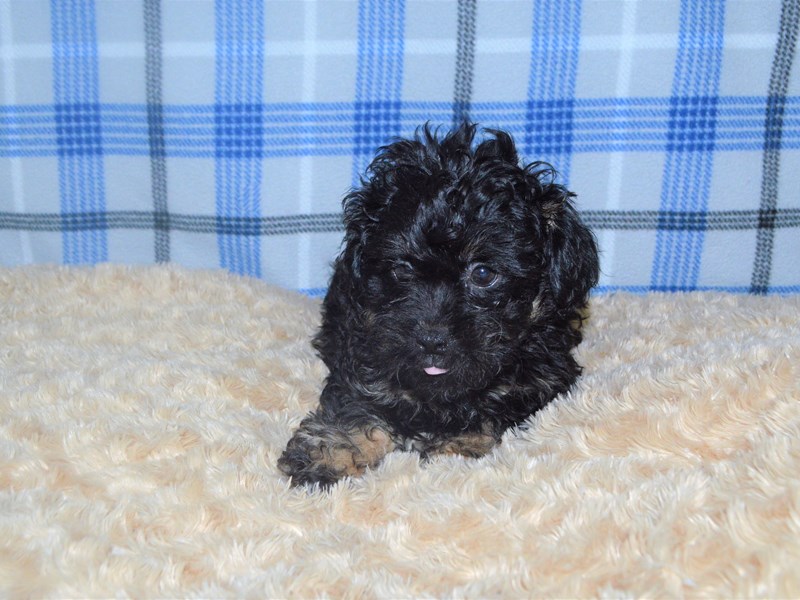 Peek-A-Poo-Male-Black and Tan-3211854-Petland Dunwoody