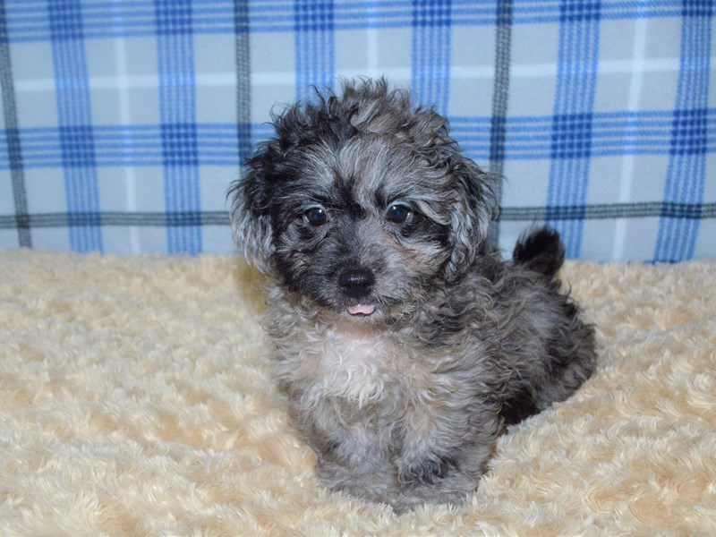 Maltipoo best sale blue merle