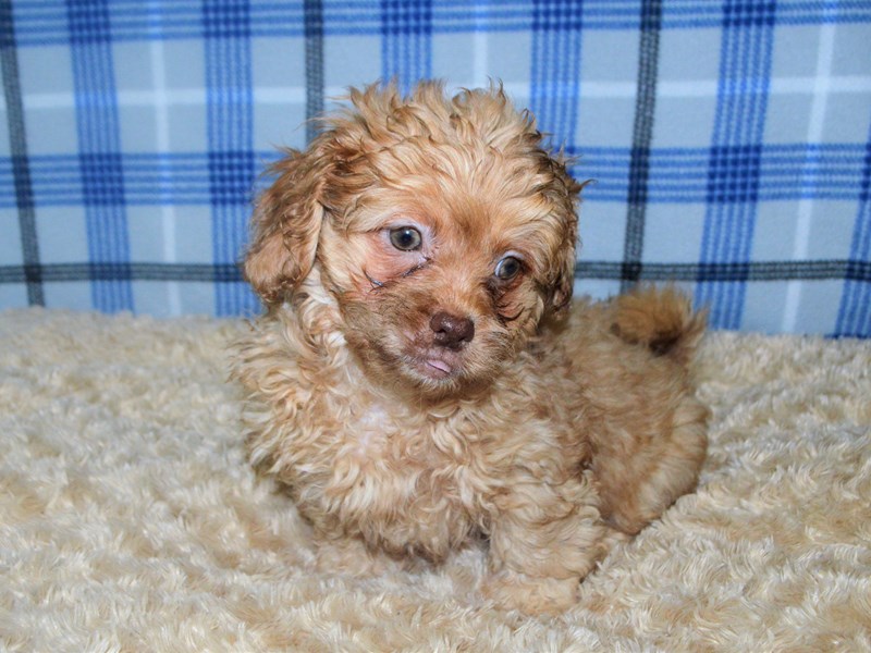 Peek-A-Poo-Male-Sable-3211851-Petland Dunwoody