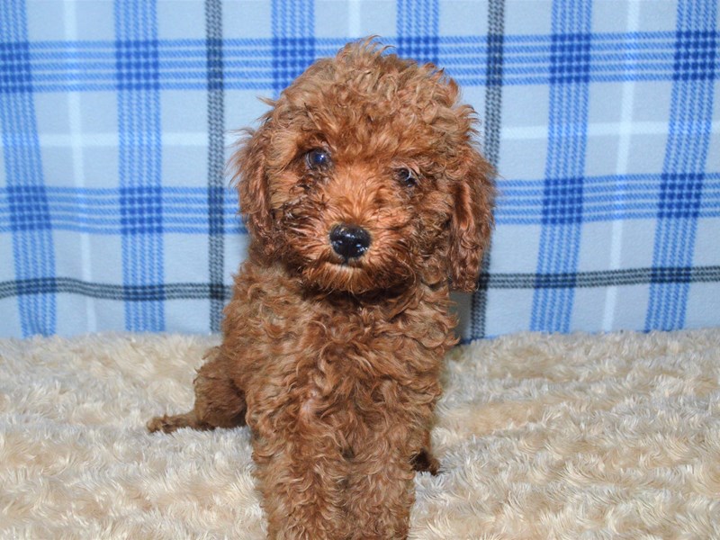 Miniature Poodle-Female-Red-3202395-Petland Dunwoody Puppies For Sale