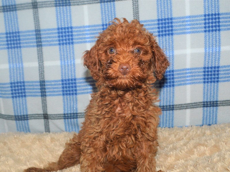 Miniature Poodle-Female-Red-3202392-Petland Dunwoody Puppies For Sale