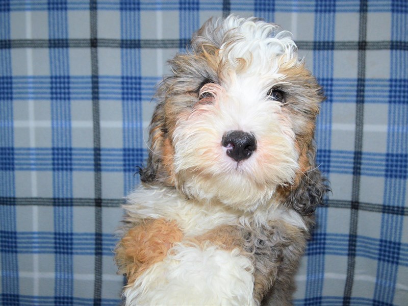 F1B Bernedoodle-Male-Blue Merle and Tan-3192777-Petland Dunwoody Puppies For Sale