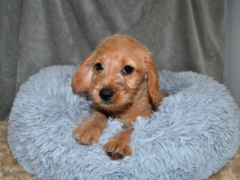 mini apricot labradoodle