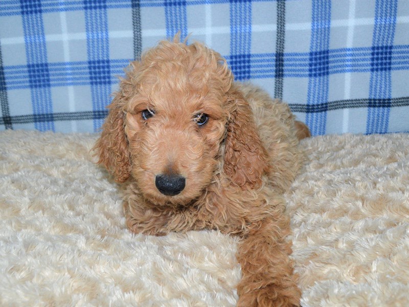 F1 Goldendoodle-Female-Golden-3210212-Petland Dunwoody