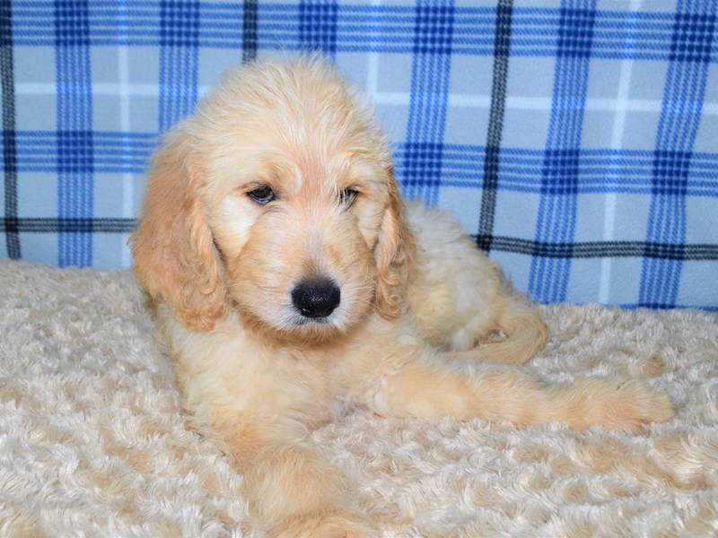 F1 Goldendoodle-Male-Golden-3210208-Petland Dunwoody Puppies For Sale