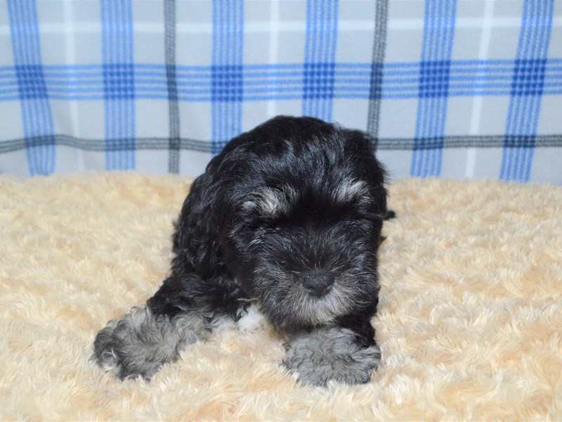 Lhasa Poo-Male-Black and White-3211260-Petland Dunwoody