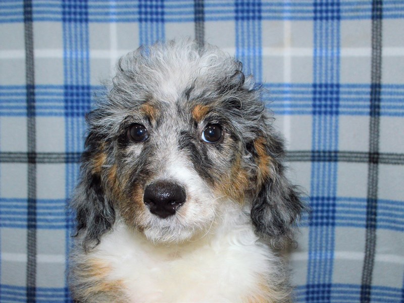 F1B Bernedoodle-Female-Blue Merle and White-3183400-Petland Dunwoody Puppies For Sale