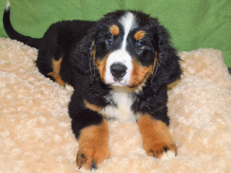 Bernese Mountain Dog-Male-Black Tri-3232088-Petland Dunwoody Puppies For Sale