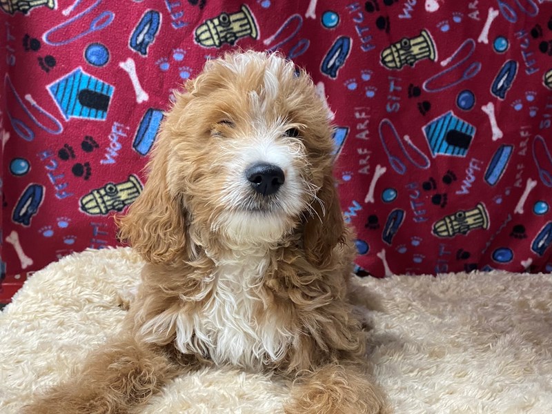Comfort Goldendoodle-Male-Apricot-3200996-Petland Dunwoody Puppies For Sale