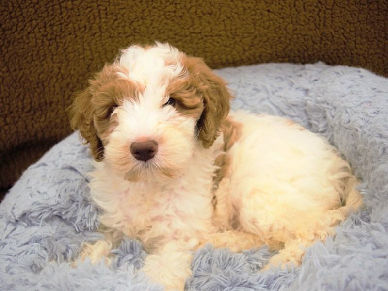 Mini Labradoodle-Male-Red and White-3249873-Petland Dunwoody Puppies For Sale