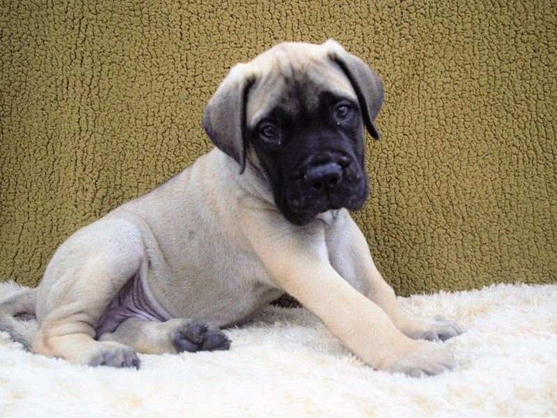 Bull Mastiff-Male-Red Fawn with Black Mask-3250016-Petland Dunwoody Puppies For Sale