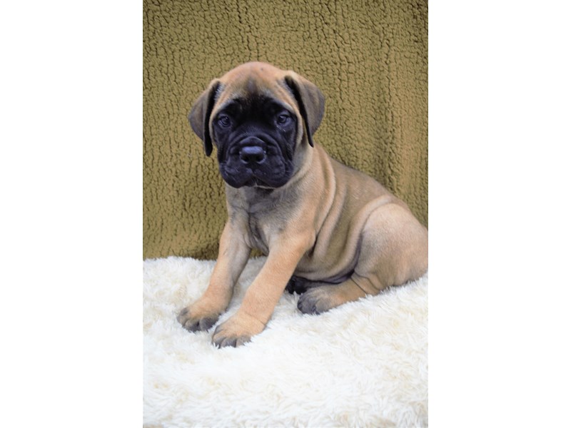 Bull Mastiff-Female-Red Fawn with Black Mask-3250057-Petland Dunwoody Puppies For Sale
