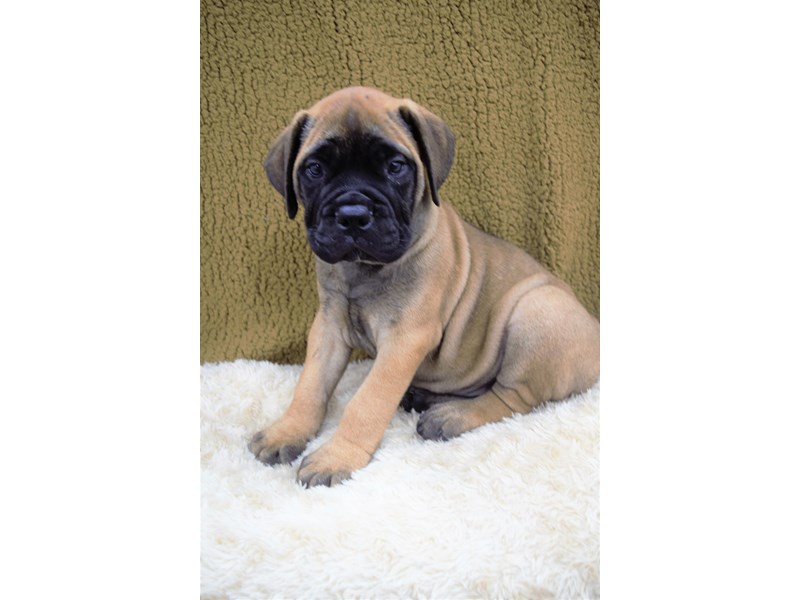 Bull Mastiff-Female-Red Fawn with Black Mask-3250057-Petland Dunwoody