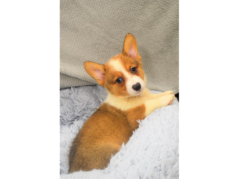 Pembroke/Cardigan Welsh Corgi-Female-Sesame-3248888-Petland Dunwoody