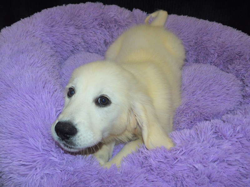 English Cream Golden Retriever-Male-Light Golden-3241765-Petland Dunwoody